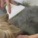 ✨ Cepillo Secador 2 en 1 Para Mascotas – Seca y Desenreda Sin Estrés 🐾 | ¡Envío Gratis y Pago al Recibir!